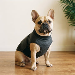 French bulldog wearing The Storm Kit calming wrap