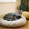 Tabby cat resting in The Storm Kit for Cats